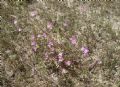 Malva punctata